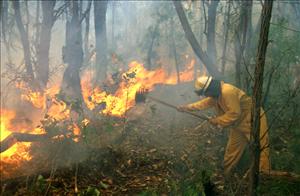 Firefighter and flaming undergrowth